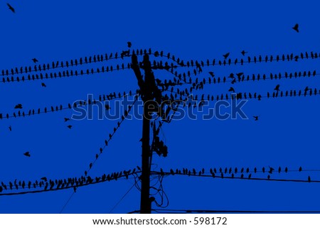 Corvus brachyrhynchos (American crow)  A common North America black bird, isolated on a blue sky.