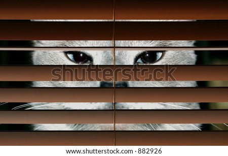 Similar – Image, Stock Photo nosy cat spies Animal Pet