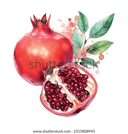 Pomegranate watercolor on white background. Isolated vector element. Sweet food.