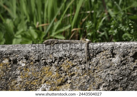 Similar – Image, Stock Photo Wall lizard sunbathing on a natural stone wall