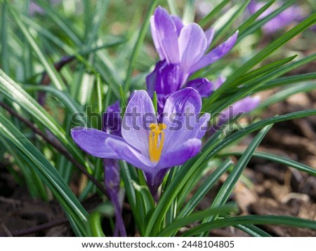 Similar – Image, Stock Photo Early bloomer crocus macro shot violet
