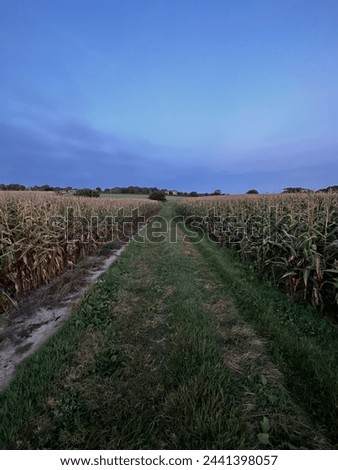 Similar – Image, Stock Photo Path between two corn fields in the evening sun