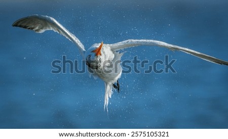 Similar – Image, Stock Photo Terns and pelicans birds