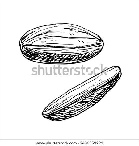 Pistachio nut without shells graphic vector illustration . Botanical drawing sketch stylized. Isolated. Hand drawn, suitable for food packaging design