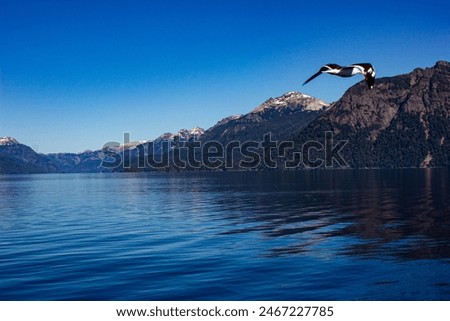 Similar – Image, Stock Photo Seagulls flying over my head in Berlin