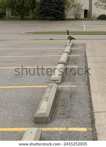 Similar – Image, Stock Photo Curb on an empty road by the forest