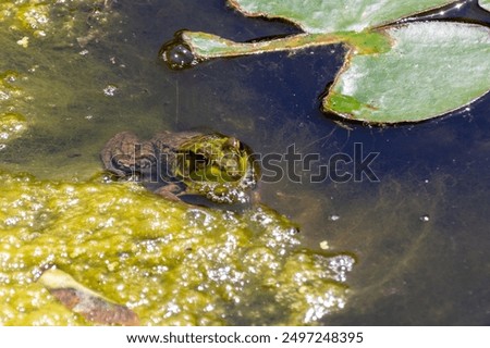 Similar – Image, Stock Photo Submerged Environment