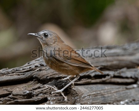 Similar – Image, Stock Photo Lesser Sparrow Environment