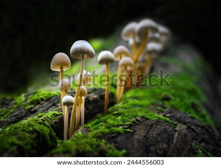 Similar – Image, Stock Photo Mushroom in moss Forest