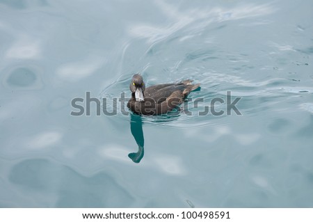 Black teal, (or scaup) is a diving duck in New Zealand.  It  may stay down for twenty to thirty seconds and go down three metres to look for  plants, small fish and water snails, mussels and insects