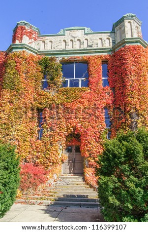 Virginia creeper in Fall colors covers an office building