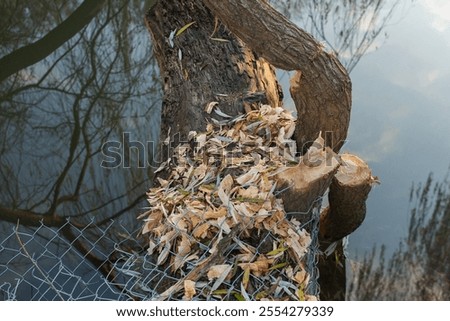 Similar – Foto Bild Biber ruinierten Baumstämme