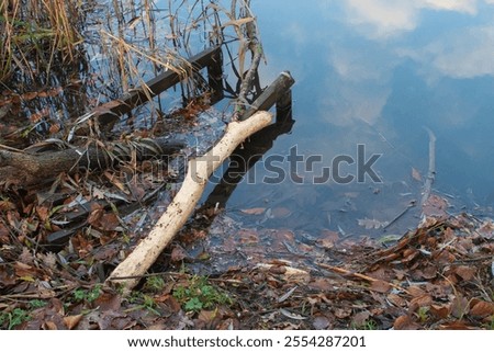 Similar – Foto Bild Biber ruinierten Baumstämme