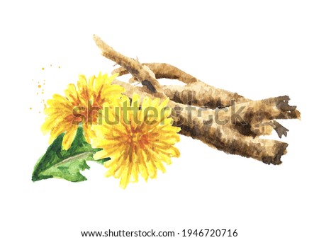 Image, Stock Photo Taraxacum officinale, Dandelion. Seeds