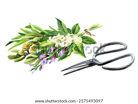 Medicinal plants. Alternative medicine, herbal collection. Hand drawn watercolor illustration isolated on white background Stockfoto © 