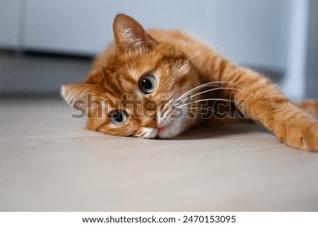 Similar – Image, Stock Photo Cat looks up at the countdown