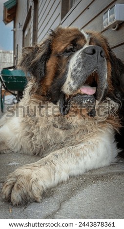 Similar – Image, Stock Photo Bernard mountain dog with broken tusks