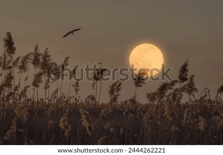 Image, Stock Photo Full moon over the rooftops