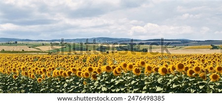 Similar – Image, Stock Photo blooming sunflower at the house in sunshine. Frog perspective