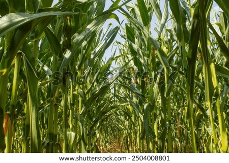 Image, Stock Photo Harvested cornfield with fruit trees on the horizon.