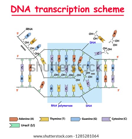 DNA transcription. DNA and RNA structure double helix colore on white background. Nucleotide, Phosphate, Sugar, and bases. education vector info graphic. Adenine, Thymine, Guanine, Cytosine.