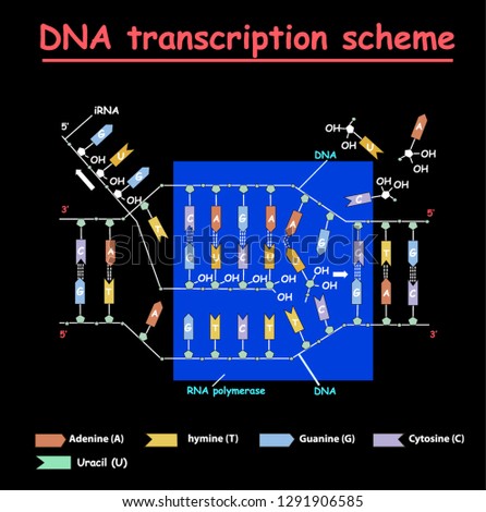 DNA transcription. DNA and RNA structure double helix colore on black background. Nucleotide, Phosphate, Sugar, and bases. education vector info graphic. Adenine, Thymine, Guanine, Cytosine.