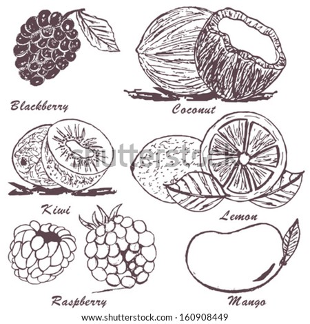 Collection Of Fruit Sketches - Part 3 Stock Vector Illustration