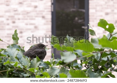 Similar – Foto Bild Junge Amsel sitzt auf Leiter und wird von Mutter mit Insekten gefüttert