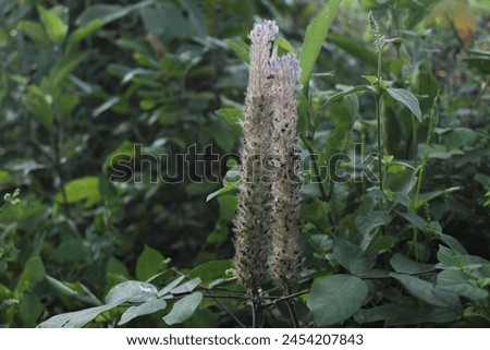 Similar – Image, Stock Photo ghostly violets in bloom