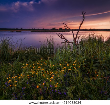 Landscape with an old withered tree near a river with a colorful purple sunset in the background and beautiful yellow flowers in the foreground. Ideal for interior decoration or printing postcards.