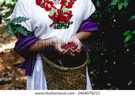 Similar – Image, Stock Photo A farmer woman collects potatoes in a bucket. Work in the farm field. Pick, sort and pack vegetables. Organic gardening and farming. Harvesting campaign, recruiting seasonal workers.