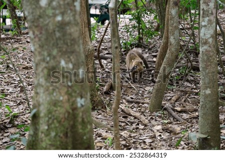 Similar – Foto Bild Schnüffelndes Eichhörnchen im Baum