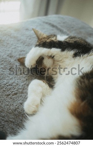 Similar – Image, Stock Photo Softly bedded, the curl snuggled into the leaf and enjoyed the last light of the day