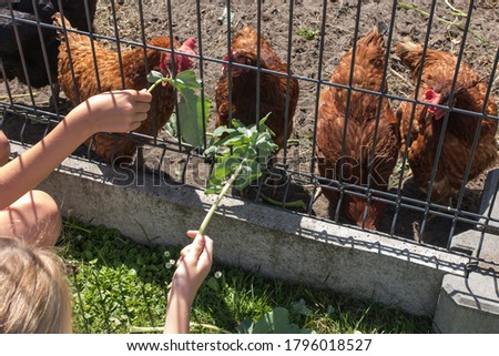 Similar – Foto Bild Hühner hinter dem Zaun in einem Hühnerstall. schwarz-weißes Huhn in kleinem Käfig