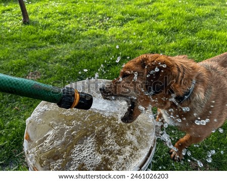 Similar – Image, Stock Photo A beautiful water dog is sitting in the meadow while it is looking at the camera. Its owner is petting it. It is sticking out its tongue and it looks happy.