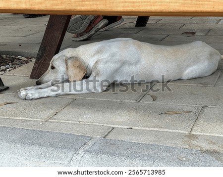 Similar – Foto Bild Schlafender Hund Stadt