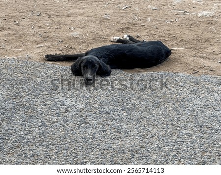 Similar – Foto Bild Schlafender Hund Stadt