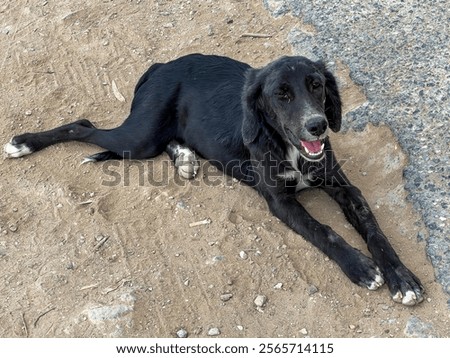 Similar – Foto Bild Schlafender Hund Stadt