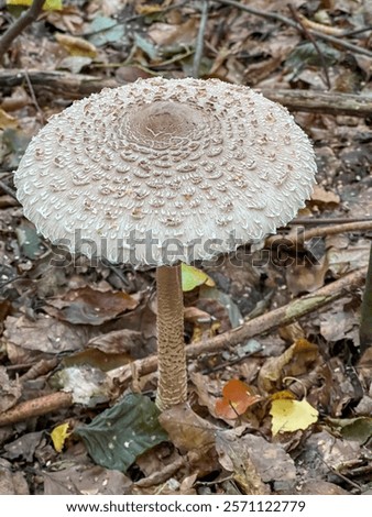 Similar – Image, Stock Photo Edible mushroom Macrolepiota procera