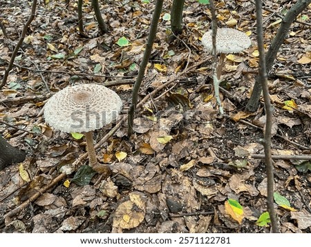 Similar – Image, Stock Photo Edible mushroom Macrolepiota procera