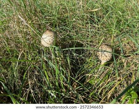 Similar – Image, Stock Photo Edible mushroom Macrolepiota procera