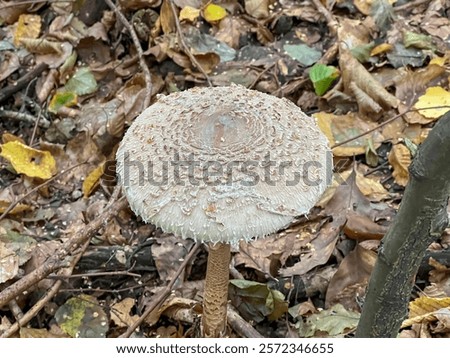 Similar – Image, Stock Photo Edible mushroom Macrolepiota procera