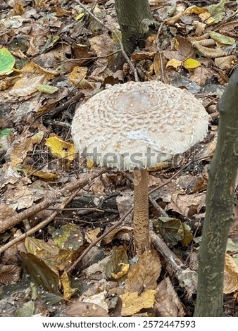 Similar – Image, Stock Photo Edible mushroom Macrolepiota procera