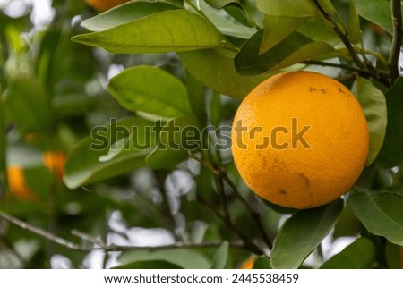 Similar – Image, Stock Photo A single orange hanging from a tree with a clear sky as background