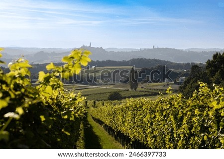 Similar – Image, Stock Photo Vineyard.  One vine stick after the other . With a wide walkway . Right and left are the green vines.