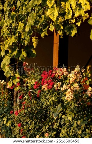 Similar – Foto Bild Weiße Rosen Durchgang Wand