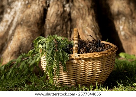 Image, Stock Photo cone Cone Basket