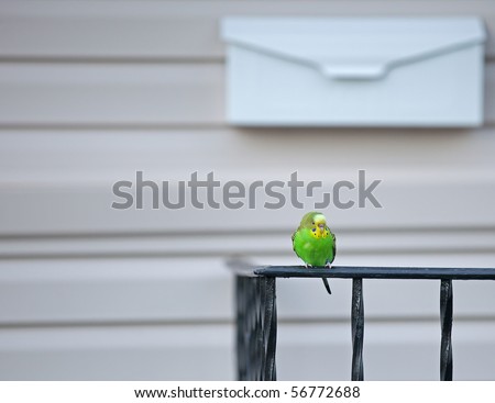 Escaped Pet Parakeet Sits in Front of House, Waiting to be Rescued