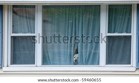 Protective Watch Dog Looking Through His Window