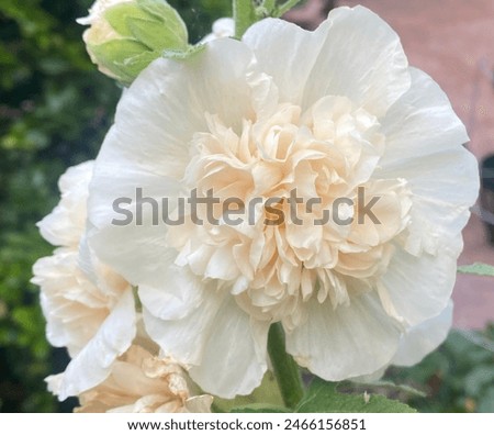 Similar – Image, Stock Photo Closeup of a Hollyhock